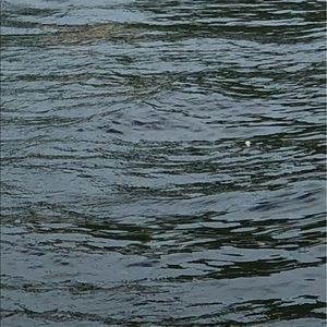 Meet your Posher, Meredith